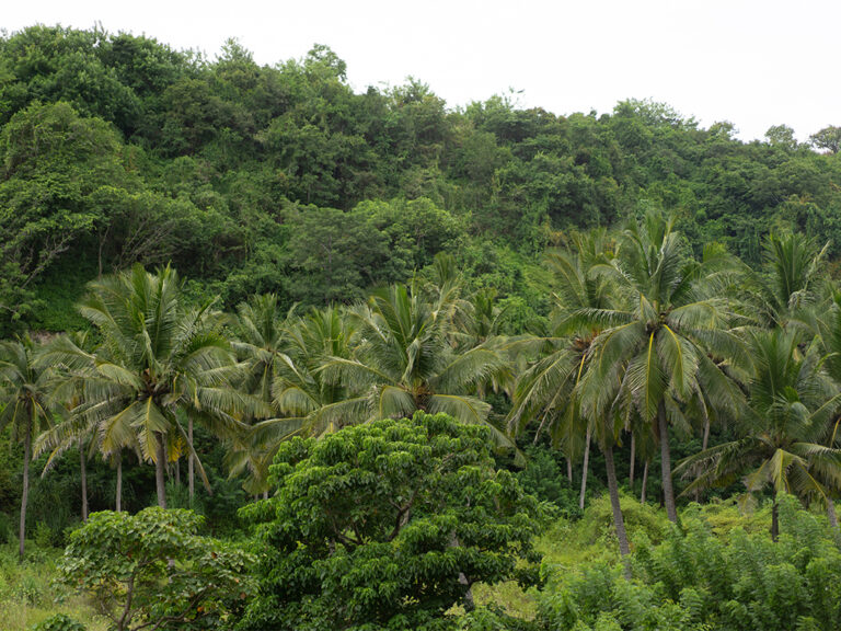 Fibre de coco