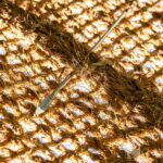 Aiguille exemple de couture