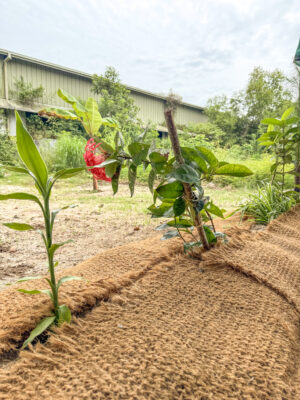 Paillage avec des chutes d'ombrières coco. Protéger ses arbres et ses plantes contre la canicule et le gel