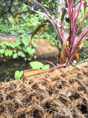 Paillage avec des chutes d'ombrières coco