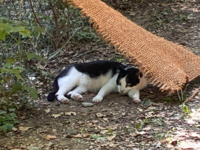 Les chats profitent de l'ombre des chutes coco : air qui circule dessous, intimité.