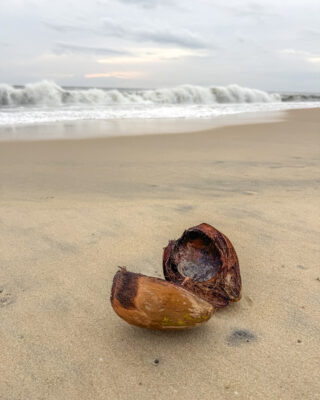De la noix de coco à votre coin d'ombre