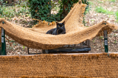 Chutes en fibre de coco : un geste pour les chats et chiens, une 2ème vie pour elles